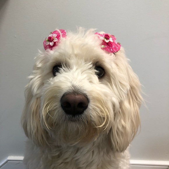 Meet your Posher, Margaret - Picture 2 of 8